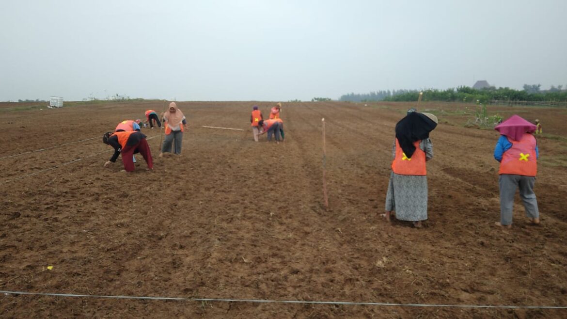 Polres Metro Bekasi Tanam Jagung di Lahan 25 Hektar, Dukung Ketahanan Pangan Nasional